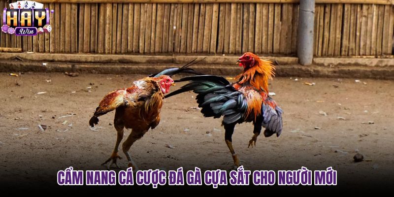 cam-nang-ca-cuoc-da-ga-cua-sat-cho-nguoi-moi cam-nang-ca-cuoc-da-ga-cua-sat-cho-nguoi-moi