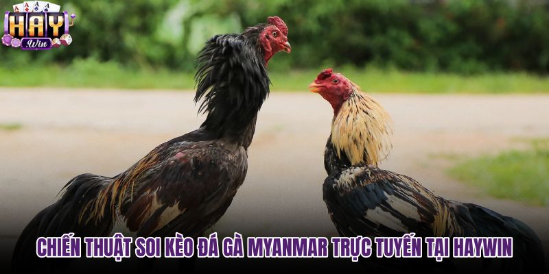 chien-thuat-soi-keo-da-ga-myanmar-truc-tuyen-tai-haywin