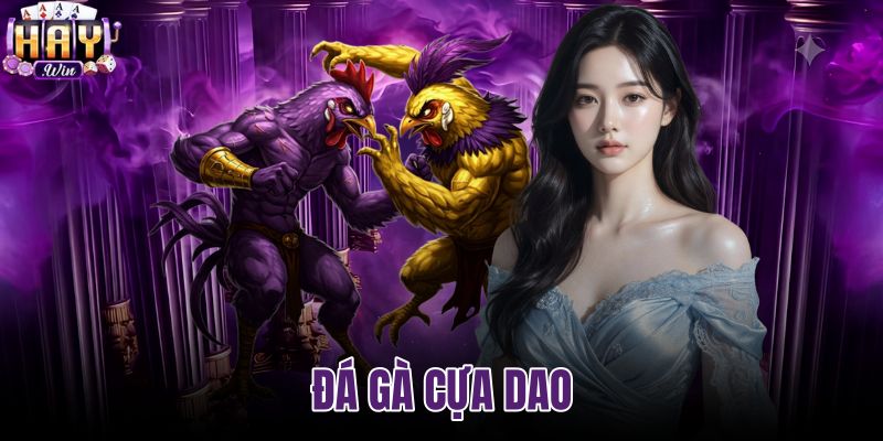 Đá gà cựa dao