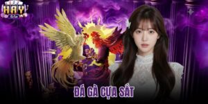 Đá gà cựa sắt
