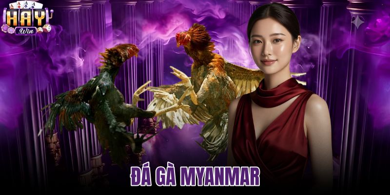 Đá gà Myanmar