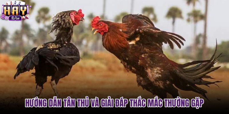 huong-dan-tan-thu-va-giai-dap-thac-mac-thuong-gap