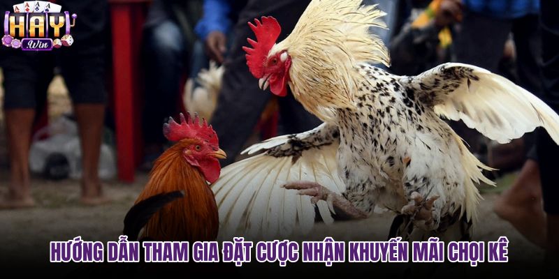 Quy trình tham gia đá gà Haywin và nhận ưu đãi