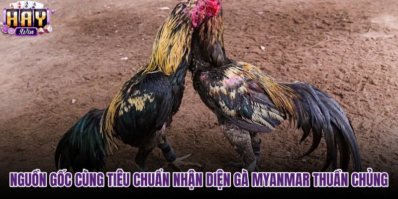 nguon-goc-cung-tieu-chuan-nhan-dien-ga-myanmar-thuan-chung