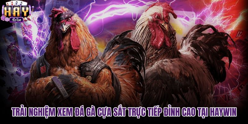 trai-nghiem-xem-da-ga-cua-sat-truc-tiep-dinh-cao-tai-haywin trai-nghiem-xem-da-ga-cua-sat-truc-tiep-dinh-cao-tai-haywin