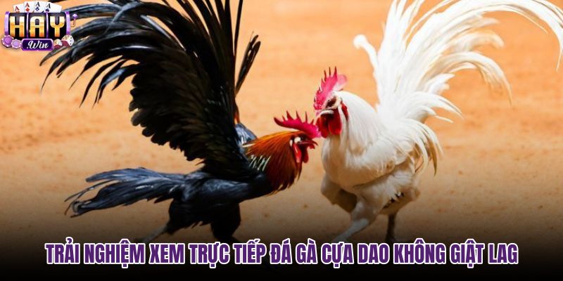 trai-nghiem-xem-truc-tiep-da-ga-cua-dao-khong-giat-lag